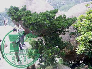 PICT2981n.jpg