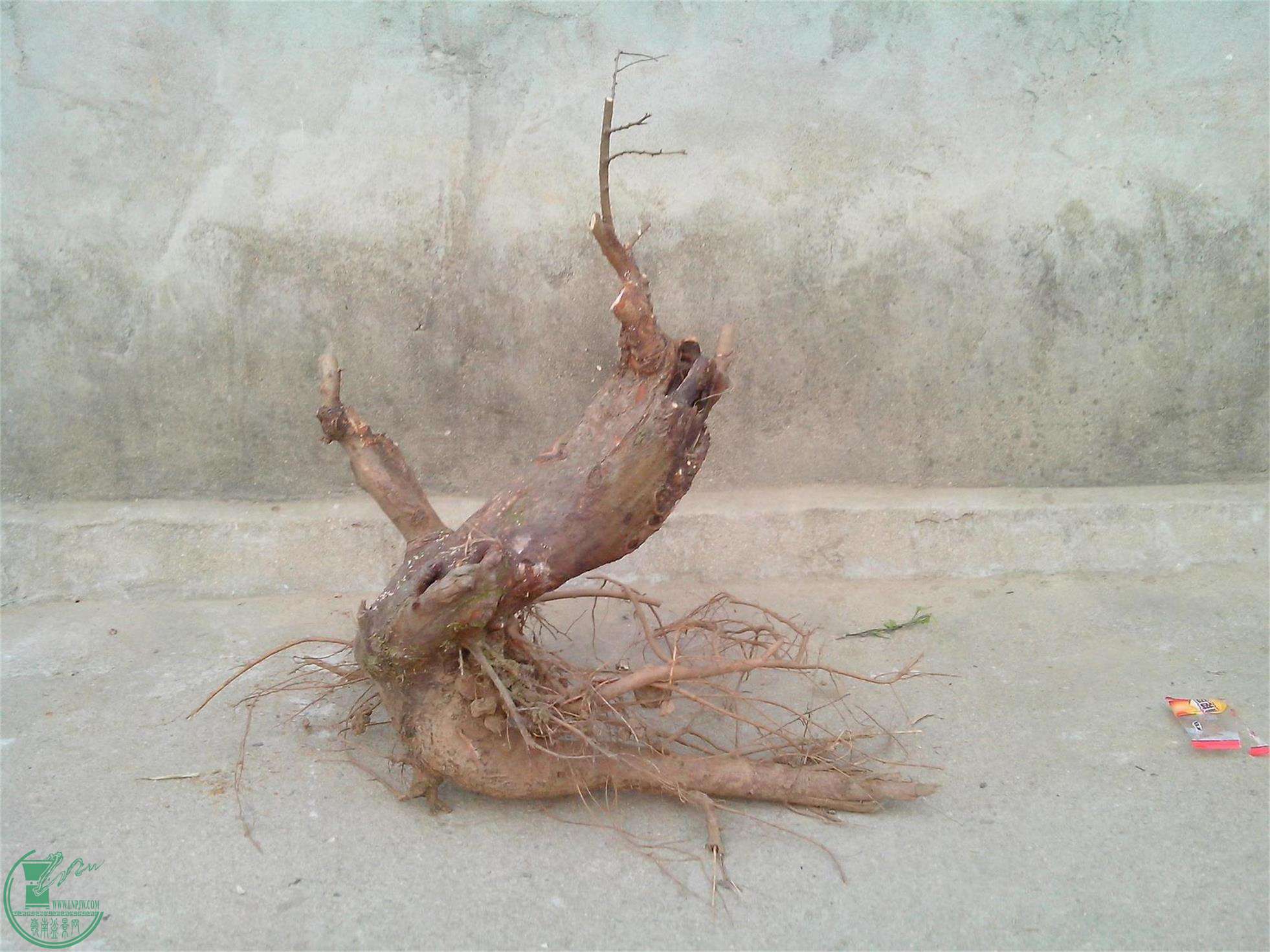 IMG20140201001.jpg