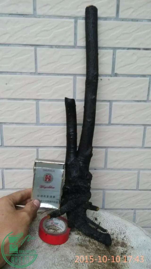 psb (40).jpg