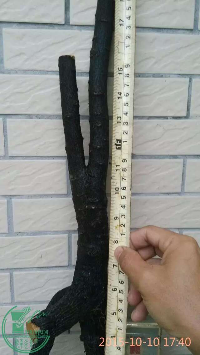 550