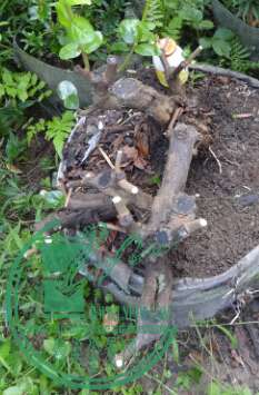 (A)