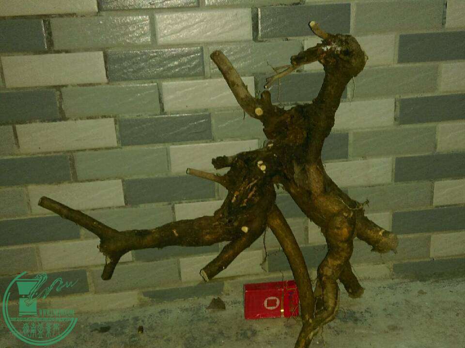 4453fc7d9c94c3c.jpg