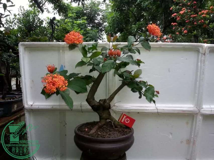psb (10).jpg
