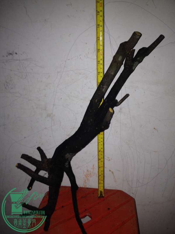 image.jpg