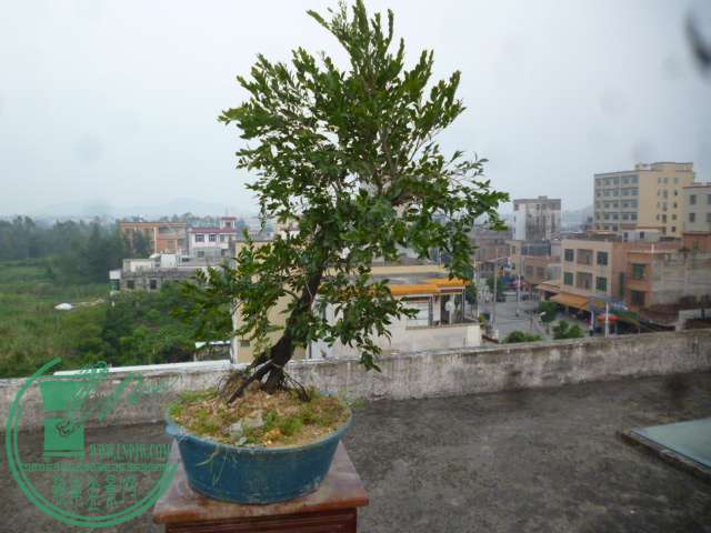 P1150014.JPG