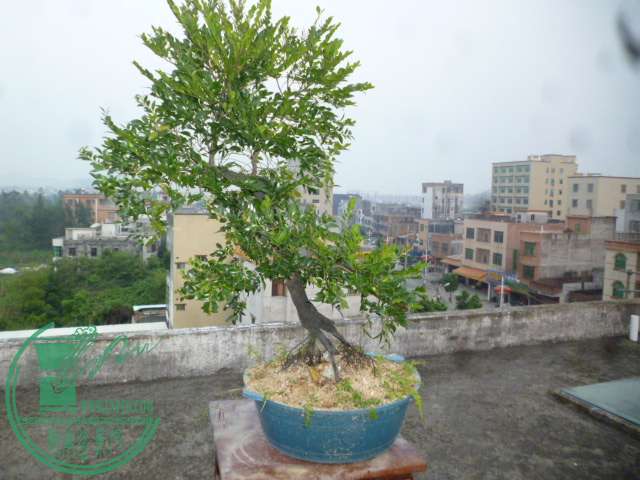 P1150017.JPG