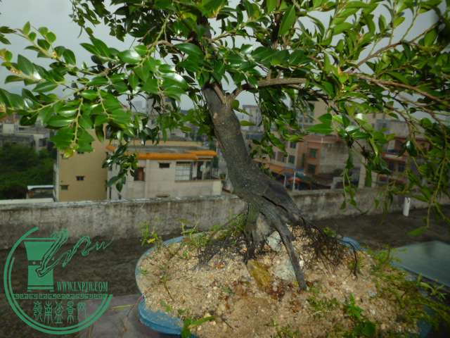 P1150020.JPG