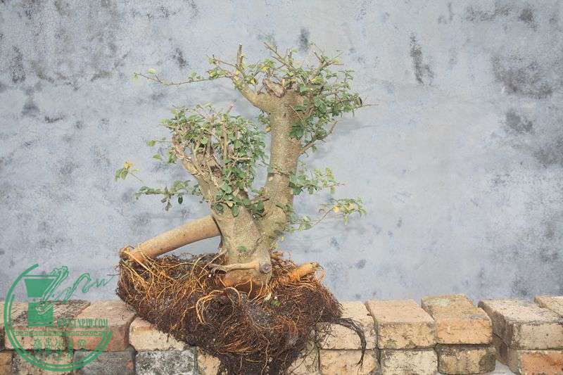 Ƭ20131026ۺ 3868.jpg