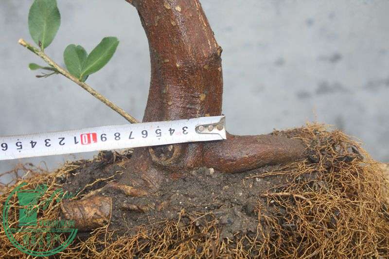 Ƭ20131026ۺ 3876.jpg