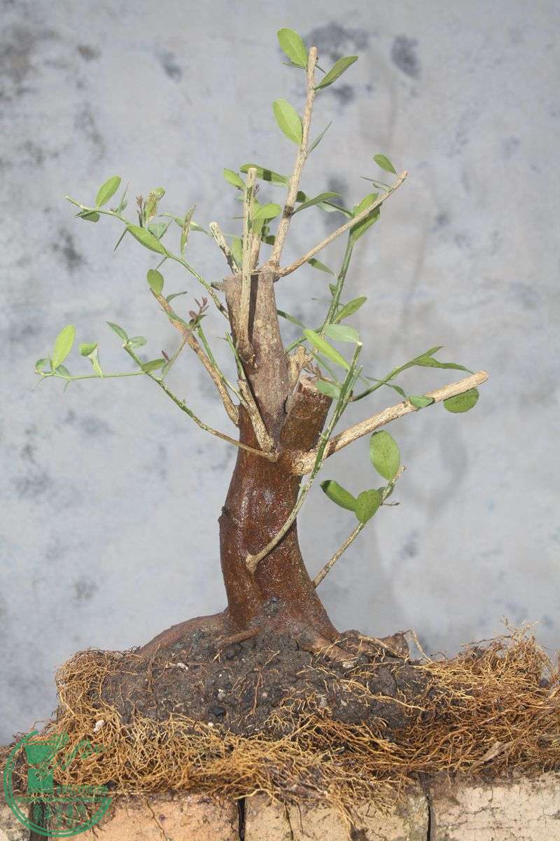 Ƭ20131026ۺ 3878.jpg