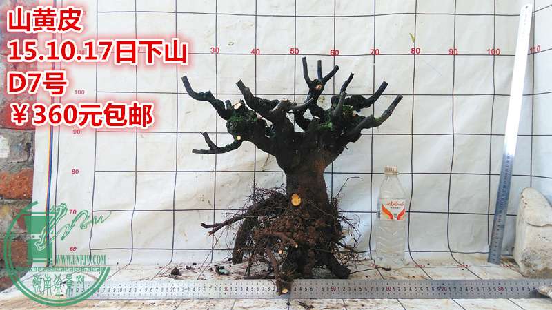 IMG_20151017_143151_.jpg