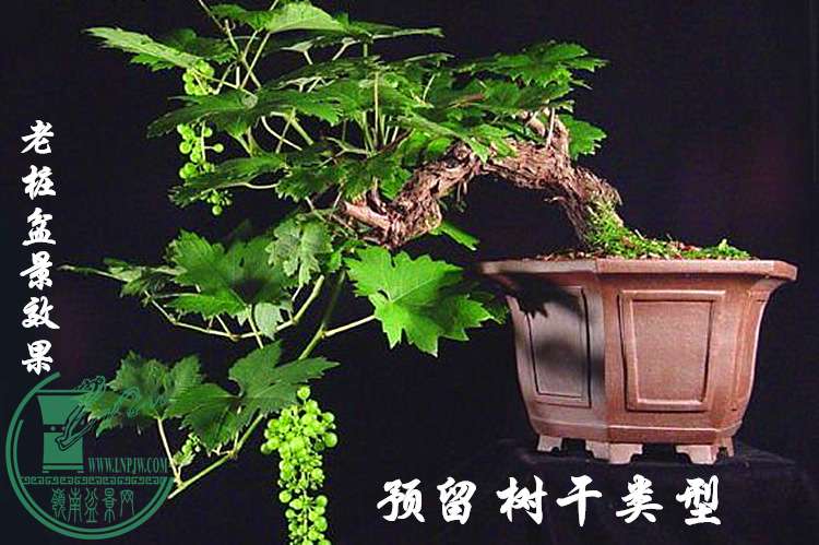 辰Ч.jpg