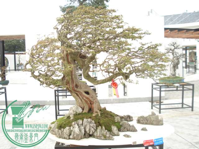 DSC04585.JPG