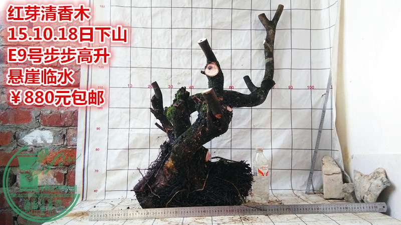 IMG_20151018_180850_.jpg