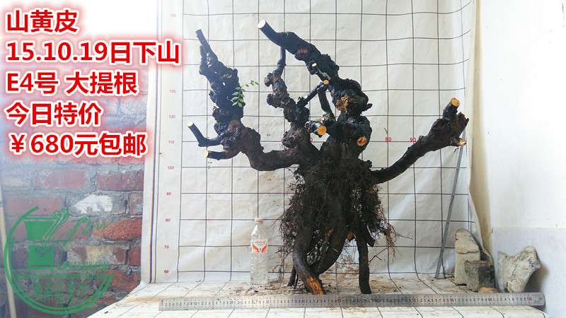 IMG_20151019_143100_.jpg