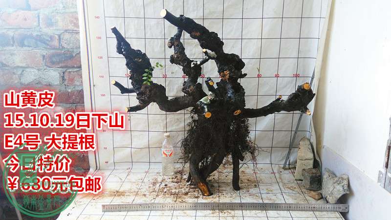 IMG_20151019_143141_.jpg