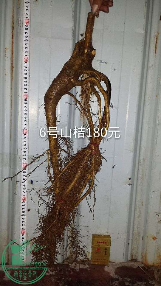 QQͼƬ20151019204952.jpg
