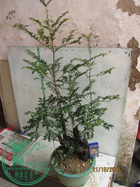 IMG_1480.JPG
