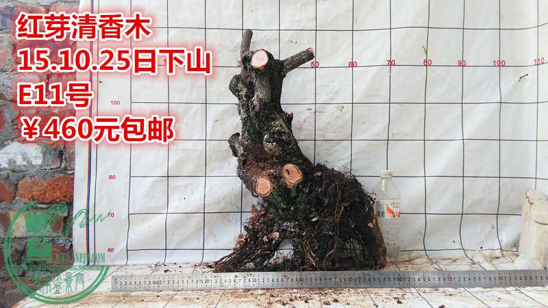 IMG_20151025_160926_.jpg