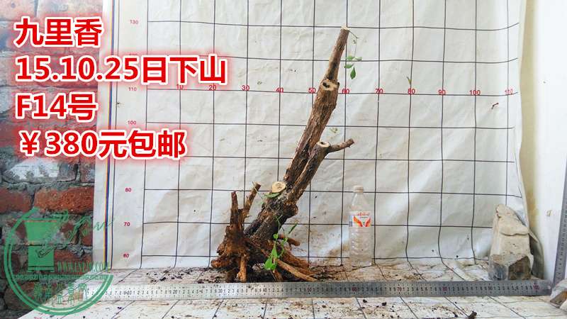 IMG_20151025_171209_.jpg