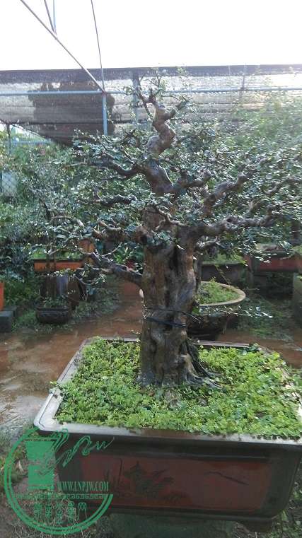 IMAG0344.jpg