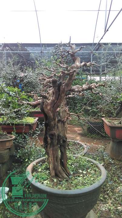 IMAG0341.jpg