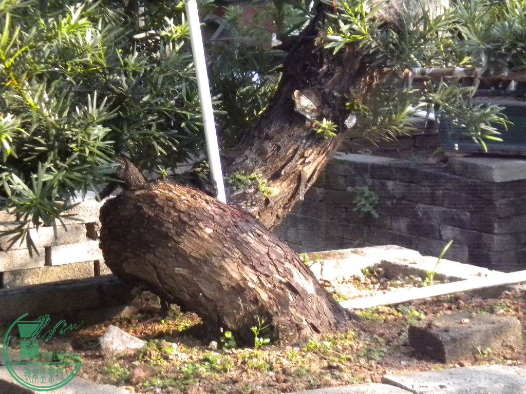 DSCN8598.JPG