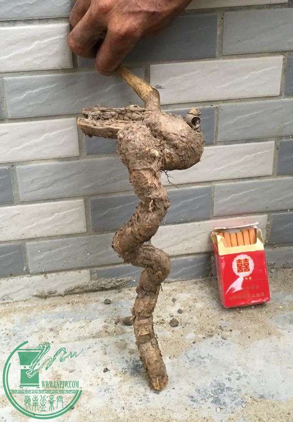 image.jpeg