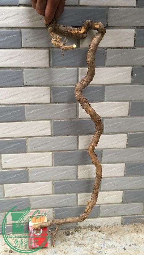image.jpeg