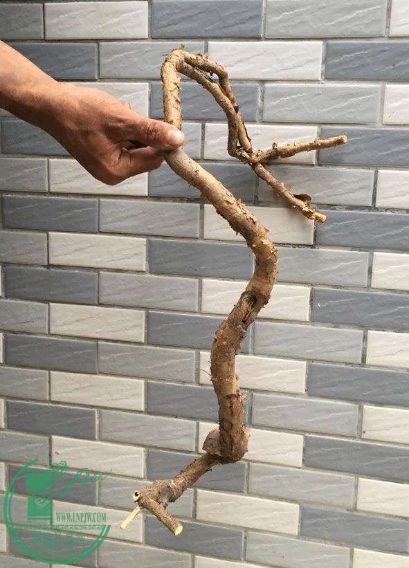 image.jpeg