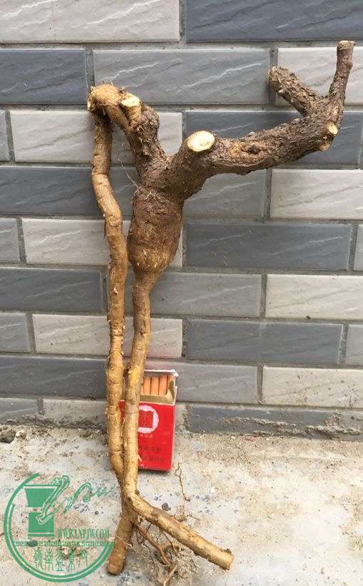 image.jpeg