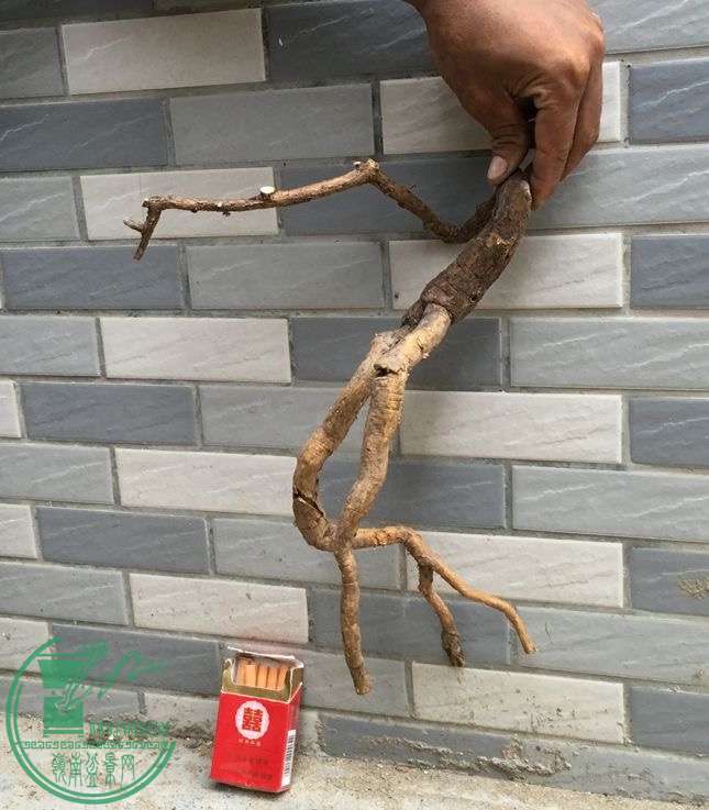 image.jpeg