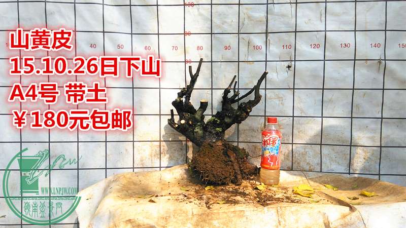 IMG_20151026_141847_.jpg