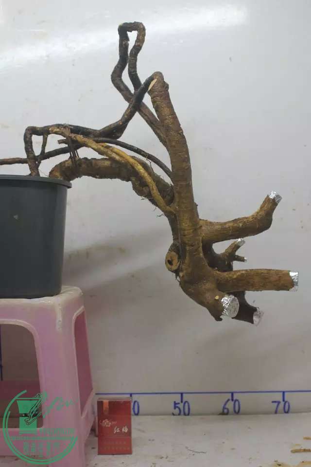 psb (12).jpg