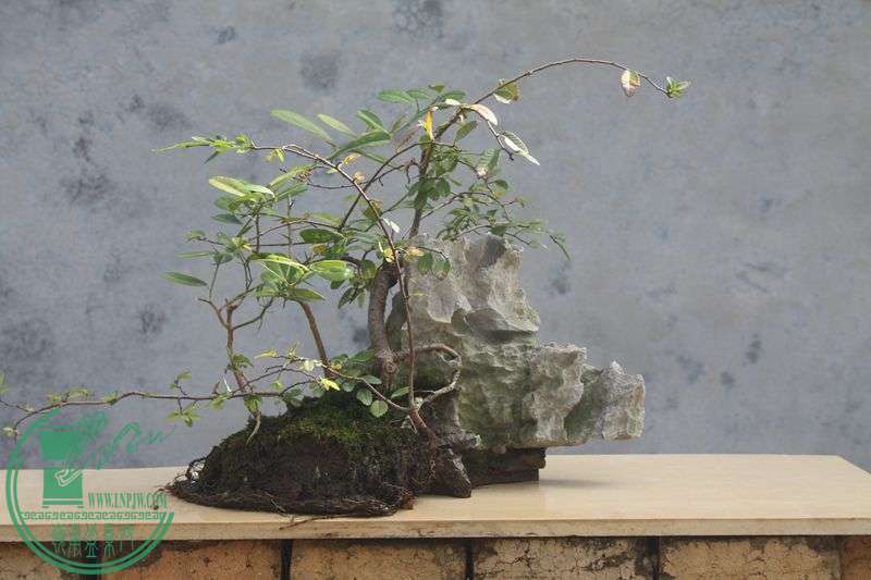 Ƭ20131026ۺ 3956.jpg