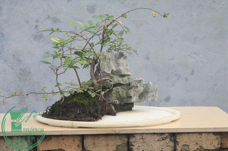 Ƭ20131026ۺ 3960.jpg
