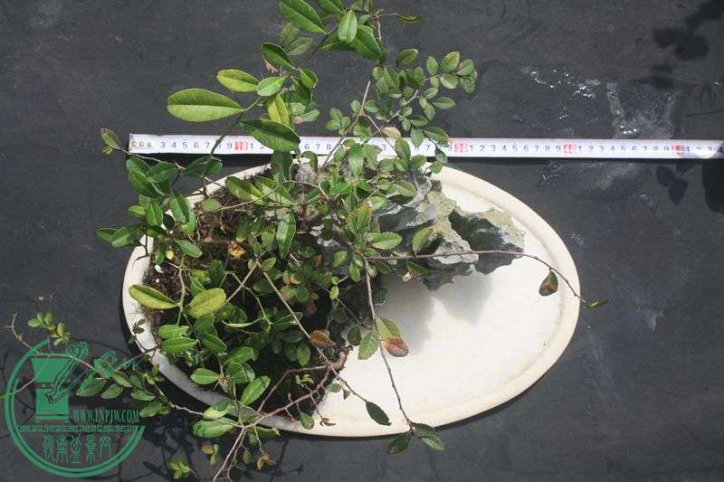 Ƭ20131026ۺ 3961.jpg