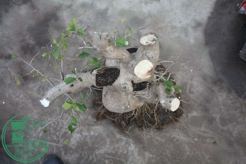 Ƭ20131026ۺ 3970.jpg