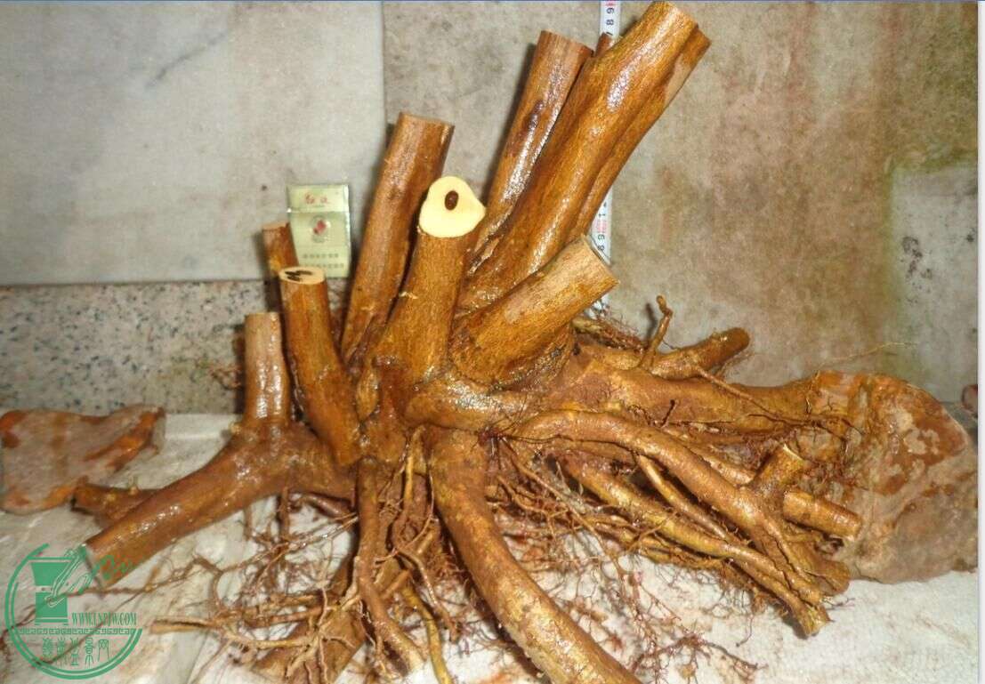 .jpg