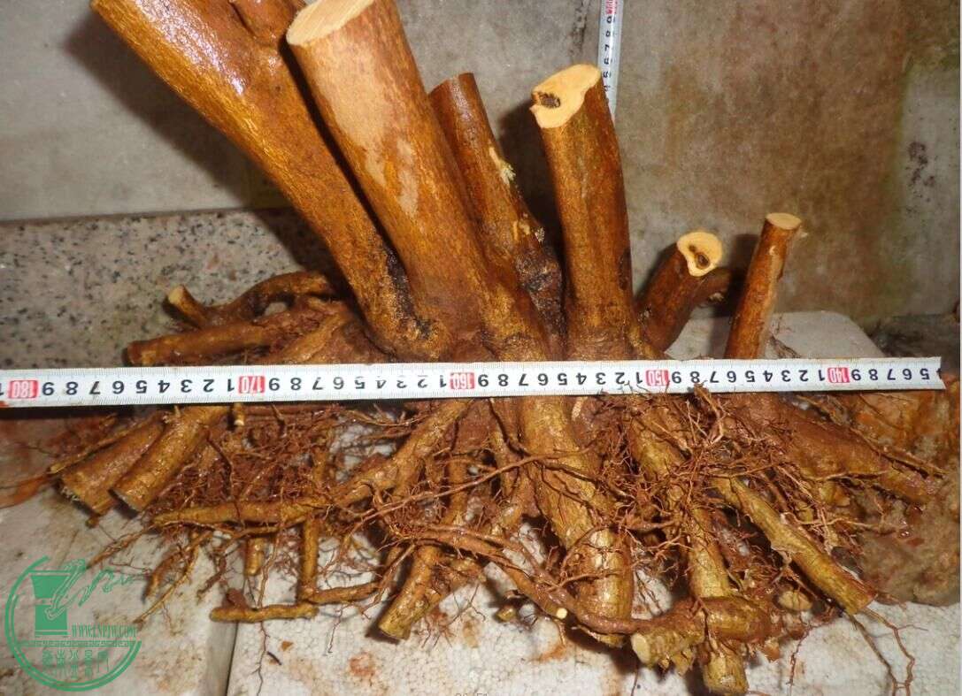 .jpg