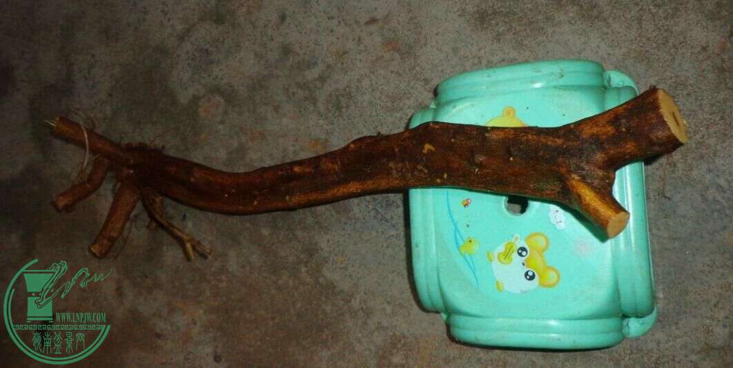 .jpg