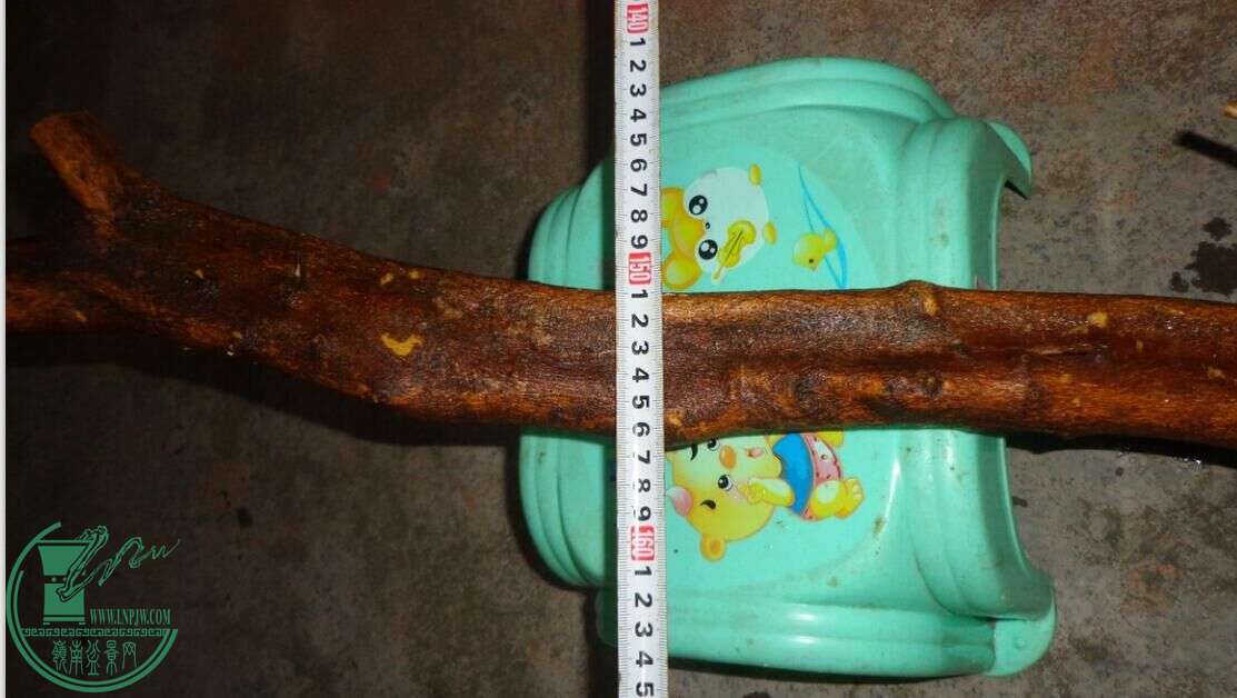.jpg