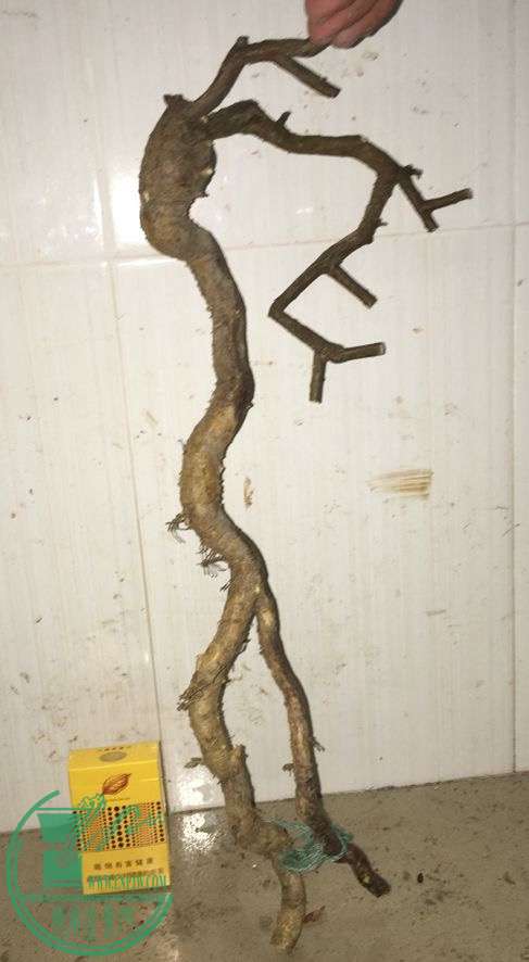 image.jpeg