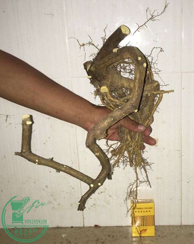 image.jpeg