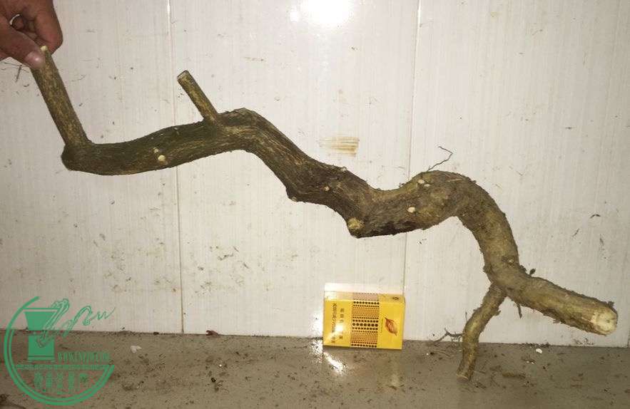 image.jpeg