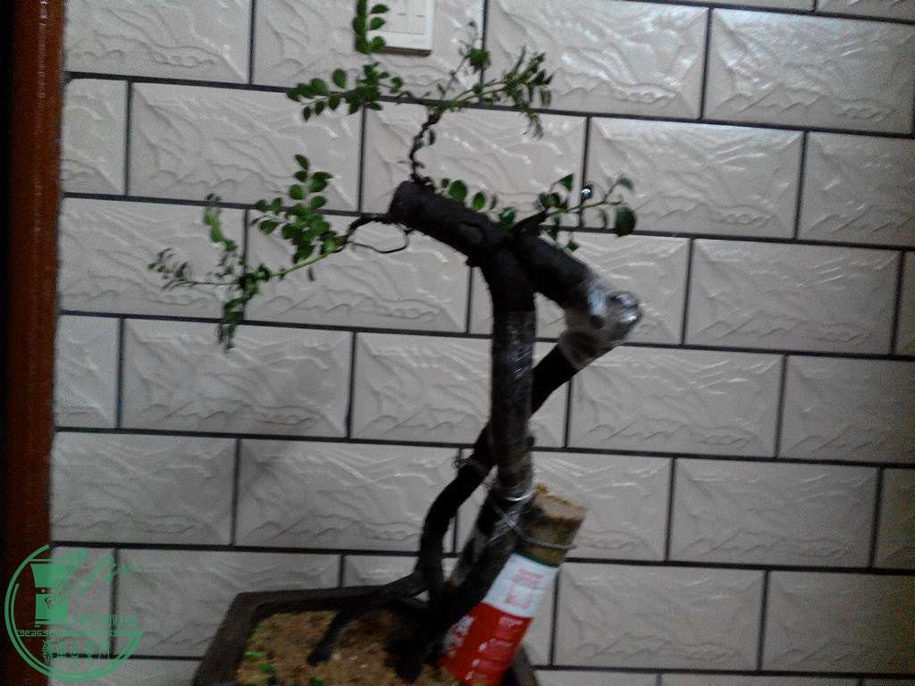 IMG_20151029_202905.jpg