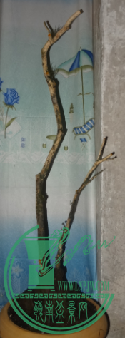 ˻1.png