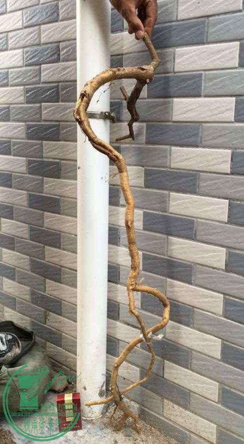 image.jpeg