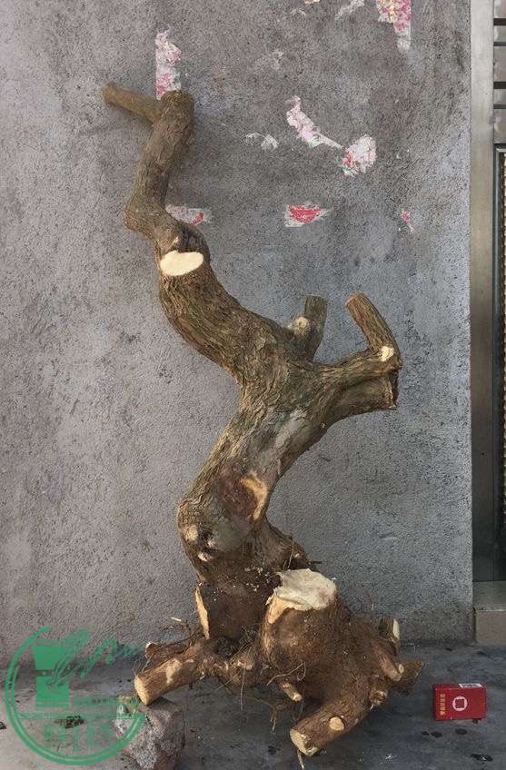 image.jpeg