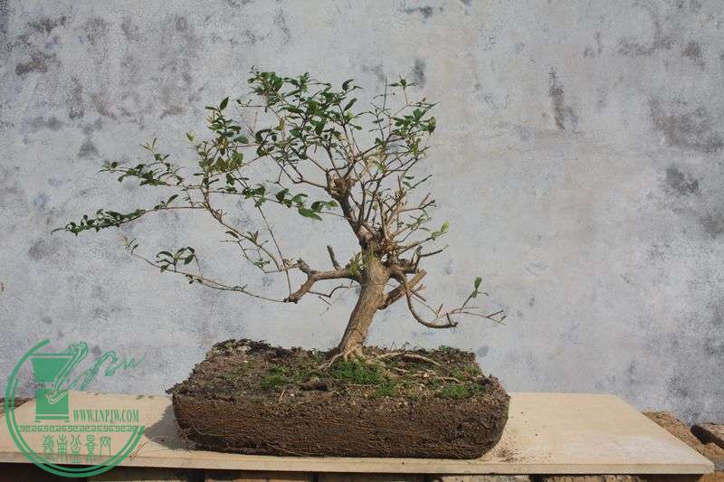 Ƭ20131026ۺ 3980.jpg